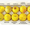 know your lemons nl