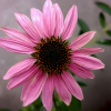 bloem